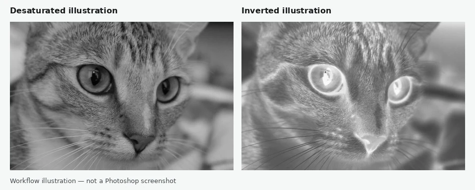 Desaturated and inverted illustrations of the same cat photo